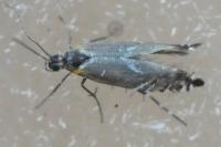 Glyphipterix