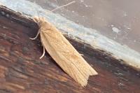 Clepsis consimilana