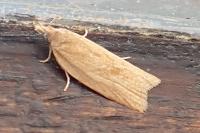 Clepsis consimilana