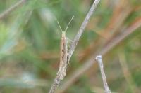 Plutella xylostella