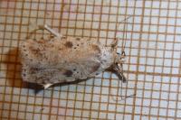 Agonopterix arenella