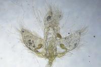 Agonopterix arenella