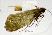 Nematopogon swammerdamella