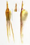 Nematopogon swammerdamella