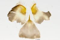 Nematopogon swammerdamella