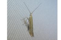 Coleophora