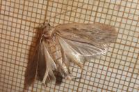 Depressaria radiella