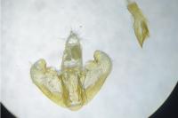 Depressaria radiella