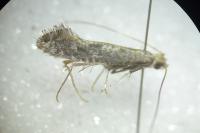 Parornix anglicella