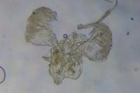 Parornix anglicella
