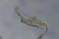 Parornix anglicella