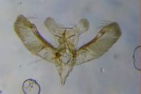 Elachista canapennella