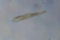 Elachista canapennella