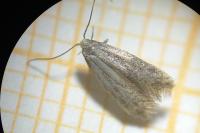 Elachista canapennella