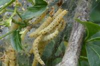 Yponomeuta cagnagella