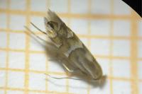 Phyllonorycter ulmifoliella