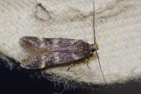 Aroga temporariella