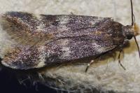 Aroga temporariella
