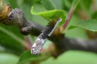 Argyresthia spinosella