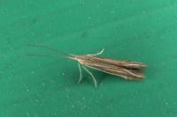 Coleophora albicosta