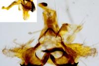 Coleophora albicosta