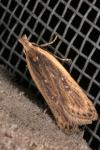 Nothris congressariella