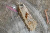 Cochylimorpha straminea
