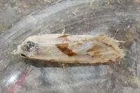 Cochylimorpha straminea