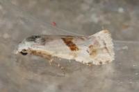 Cochylimorpha straminea