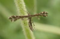 Capperia fusca