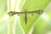 Capperia fusca