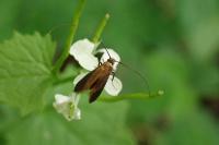 Cauchas rufimitrella
