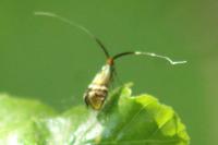Adela australis