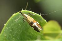Alabonia geoffrella