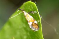 Alabonia geoffrella