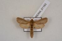 Phragmataecia castaneae