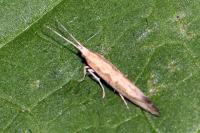 Plutella xylostella