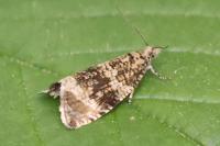 Celypha lacunana