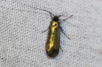 Adela reaumurella
