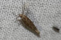 Plutella xylostella
