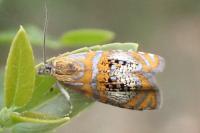 Olethreutes arcuella