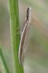 Pleurota