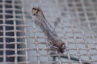 Pseudoswammerdamia combinella