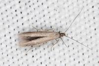 Coleophora