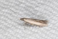 Coleophora