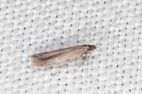 Coleophora