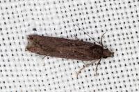 Neofaculta ericetella