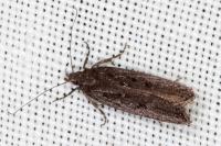Neofaculta ericetella