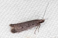 Neofaculta ericetella
