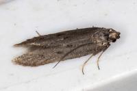 Oxypteryx helotella